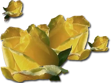 yellow rose